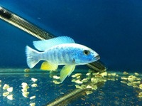 MALAWI CICHLIDS LONDON/ESSEX
