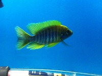 MALAWI CICHLIDS LONDON/ESSEX