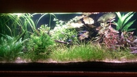 live tropical fish and plants for sale in Brentwood, Essex