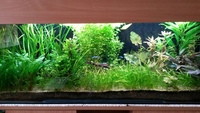 live tropical fish and plants for sale in Brentwood, Essex