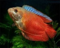EDMONTON AQUATICS STOCK LIST (NEW STOCK)..WE ARE OPEN TODAY.. NORTH LONDON BASED