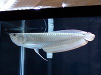 EDMONTON AQUATICS STOCK LIST (NEW STOCK)..WE ARE OPEN TODAY.. NORTH LONDON BASED