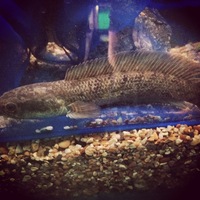 EDMONTON AQUATICS STOCK LIST (NEW STOCK)..WE ARE OPEN TODAY.. NORTH LONDON BASED
