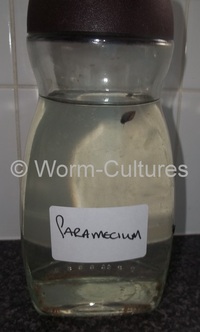 Live Food ~ Paramecium Starter Culture