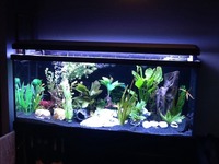 red sea max s650 aquarium (marine tank)