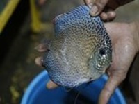 2016 PFK National Discus Retailer Of The Year DL Discus - SOLE UK Importers Of Some Of The Highest Quality Discus Not Only In The NorthEast But In The UK for Lawrence Soon (Lucky Tropical Fish Farm)