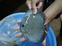 2016 PFK National Discus Retailer Of The Year DL Discus - SOLE UK Importers Of Some Of The Highest Quality Discus Not Only In The NorthEast But In The UK for Lawrence Soon (Lucky Tropical Fish Farm)