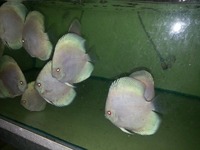 2016 PFK National Discus Retailer Of The Year DL Discus - SOLE UK Importers Of Some Of The Highest Quality Discus Not Only In The NorthEast But In The UK for Lawrence Soon (Lucky Tropical Fish Farm)