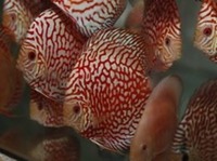 2016 PFK National Discus Retailer Of The Year DL Discus - SOLE UK Importers Of Some Of The Highest Quality Discus Not Only In The NorthEast But In The UK for Lawrence Soon (Lucky Tropical Fish Farm)