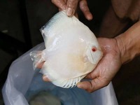 DLDISCUS Top Quality Discus To Both Trade And Retail