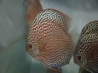DLDISCUS Top Quality Discus To Both Trade And Retail