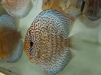 DLDISCUS Top Quality Discus To Both Trade And Retail