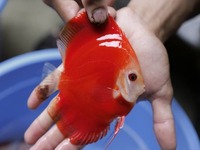 DLDISCUS Top Quality Discus To Both Trade And Retail