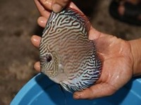 DLDISCUS Top Quality Discus To Both Trade And Retail
