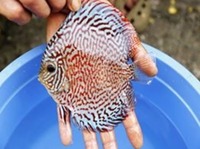 DLDISCUS Top Quality Discus To Both Trade And Retail