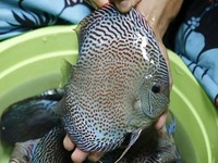 DLDISCUS Top Quality Discus To Both Trade And Retail
