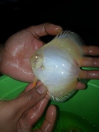 DLDISCUS Top Quality Discus To Both Trade And Retail
