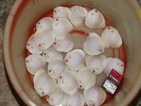 DLDISCUS Top Quality Discus To Both Trade And Retail