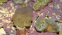 Marine fish, Inverts and Corals in Ayrshire