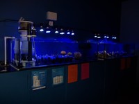 Marine fish, Inverts and Corals in Ayrshire