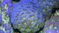 Marine fish, Inverts and Corals in Ayrshire