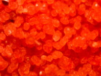 TA AQUACULTURE - Specialist Fish Foods.