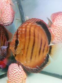 CAROPHYLL PINK POWDER 12gram great for colouring red discus