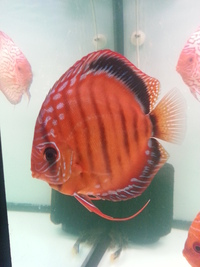 CAROPHYLL PINK POWDER 12gram great for colouring red discus