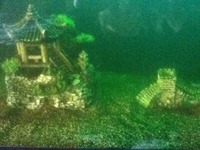 5ftx2ft Fish Tank and extras