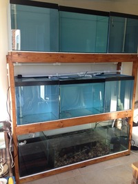 Discus breeding tanks