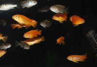 Rift Lake Cichlids in Bristol - Parkers Aquatics Stocklist 20th September