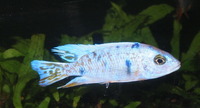 Rift Lake Cichlids in Bristol - Parkers Aquatics Stocklist 20th September