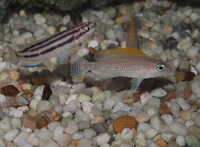 Rift Lake Cichlids in Bristol - Parkers Aquatics Stocklist 20th September