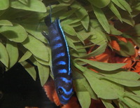 Rift Lake Cichlids in Bristol - Parkers Aquatics Stocklist 20th September