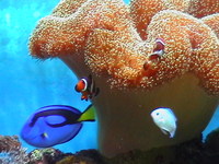 Full Marine Tank and equipment