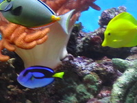 Full Marine Tank and equipment