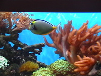 Full Marine Tank and equipment