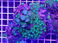 JUNE 2014 - Coral SPS / Softie frags and colonies. Mushrooms, xenias, ricordias etc...