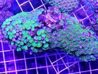 JUNE 2014 - Coral SPS / Softie frags and colonies. Mushrooms, xenias, ricordias etc...