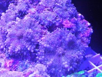 JUNE 2014 - Coral SPS / Softie frags and colonies. Mushrooms, xenias, ricordias etc...