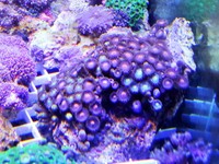 JUNE 2014 - Coral SPS / Softie frags and colonies. Mushrooms, xenias, ricordias etc...
