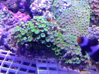 JUNE 2014 - Coral SPS / Softie frags and colonies. Mushrooms, xenias, ricordias etc...