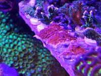 JUNE 2014 - Coral SPS / Softie frags and colonies. Mushrooms, xenias, ricordias etc...