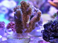 JUNE 2014 - Coral SPS / Softie frags and colonies. Mushrooms, xenias, ricordias etc...