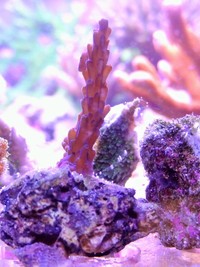 JUNE 2014 - Coral SPS / Softie frags and colonies. Mushrooms, xenias, ricordias etc...