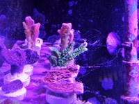 JUNE 2014 - Coral SPS / Softie frags and colonies. Mushrooms, xenias, ricordias etc...
