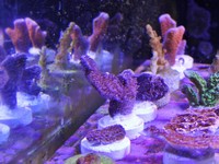JUNE 2014 - Coral SPS / Softie frags and colonies. Mushrooms, xenias, ricordias etc...
