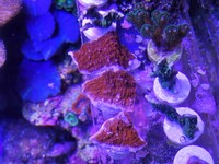 JUNE 2014 - Coral SPS / Softie frags and colonies. Mushrooms, xenias, ricordias etc...