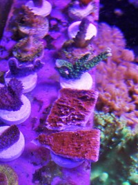 JUNE 2014 - Coral SPS / Softie frags and colonies. Mushrooms, xenias, ricordias etc...