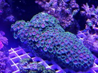 JUNE 2014 - Coral SPS / Softie frags and colonies. Mushrooms, xenias, ricordias etc...